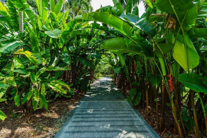 Guide pratique pour planter un bananier et créer une oasis tropicale dans votre jardin