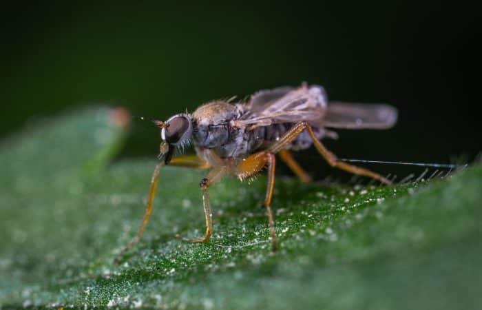 Les meilleures méthodes naturelles pour éliminer efficacement les larves de mouche